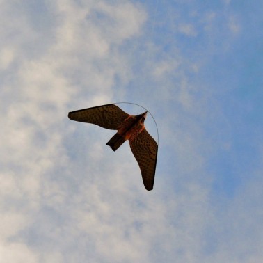 Cometa que simula el vuelo de un halcón para espantar pájaros