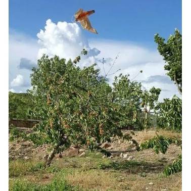 Halcón Espantapájaros instalado en un cultivo