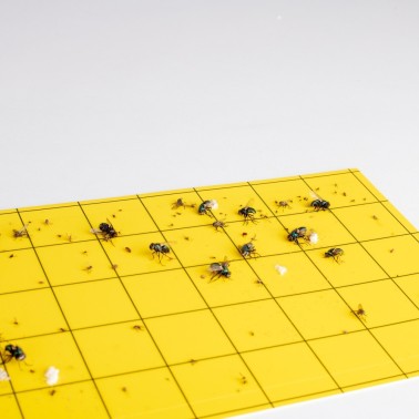 UV Insect Trap with Glue Board 100 m² Gardigo | BirdGard Iberia