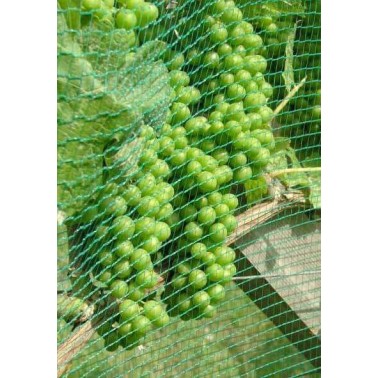 Malla Antipájaros protegiendo racimos de uvas