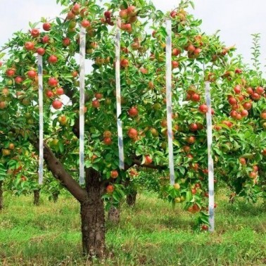 Bird Scare Tape Strips Installed in a Fruit Tree