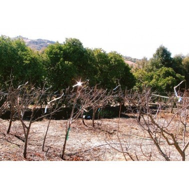 Bird Scare Tapes Installed in Crop Field