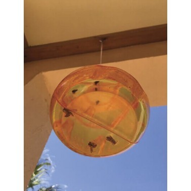 Wasp Trap Hanging on Terrace Viewed from Below