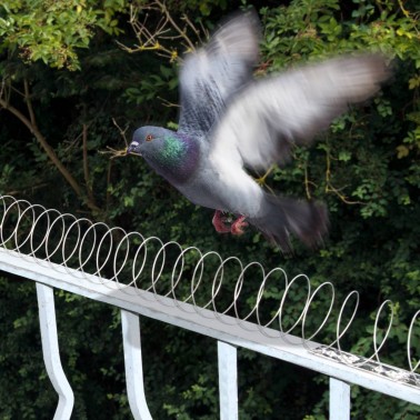 Bird Coil - Pigeon Deterrent Installed on Railing