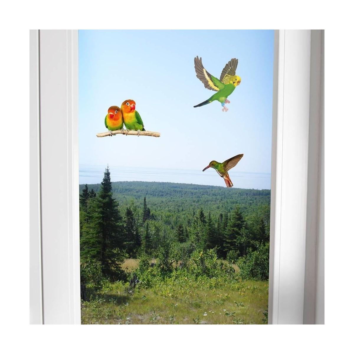 Window Decals for Birds They prevent birds from hitting windows.