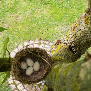 Barrera en árbol para proteger nidos de pájaros de gatos