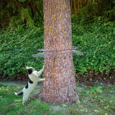 Barrera impide gato trepar árbol