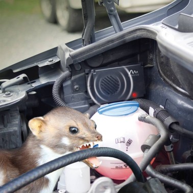 Weasel Damaging Car Engine