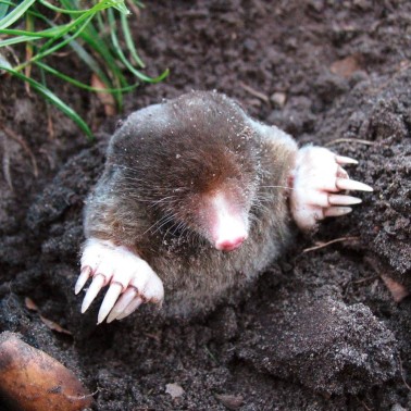 Control and prevent the appearance of moles and voles in your garden