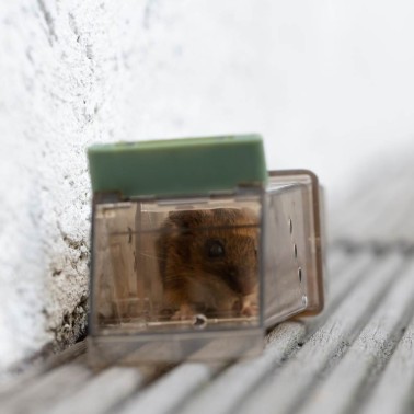 Ratón atrapado en la Trampa para Ratones