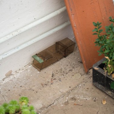 Trampa para Ratones en Terraza