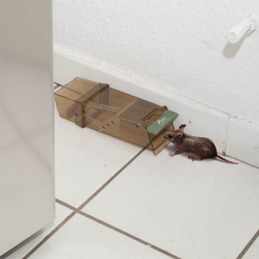 Ratón entrando en la Trampa para Ratones