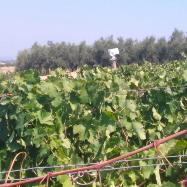 Altavoz PA del Bird Gard Super Pro PA4 instalado en campo agrícola