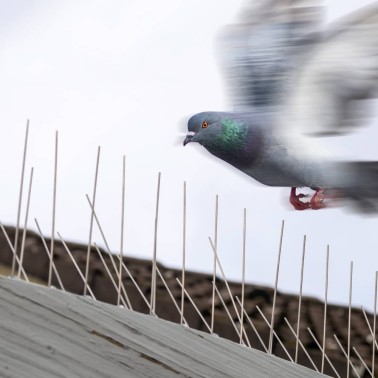 Pigeon Spikes