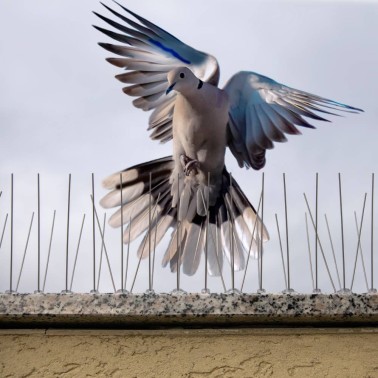 Pigeon Spikes