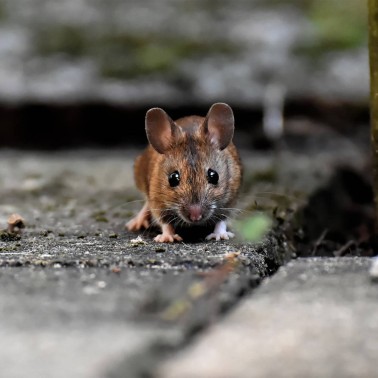 Portable Mouse Deterrent