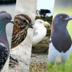 Especies de Pájaros