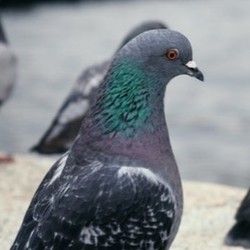 Repel Pigeons