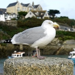 Ahuyentar Gaviotas