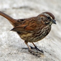 Repel Sparrows