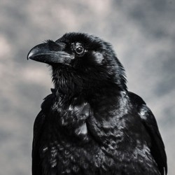 Repel Crows