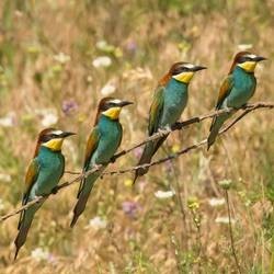 Repel Bee-Eaters