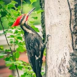 Ahuyentar Pájaros Carpinteros