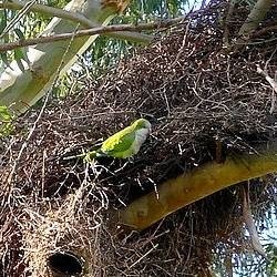 Repel Quaker Parrots