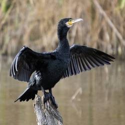 Ahuyentar Cormoranes