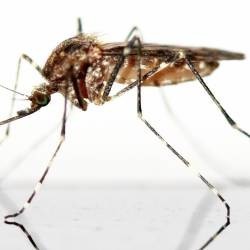 Ahuyentar Avispas, Insectos