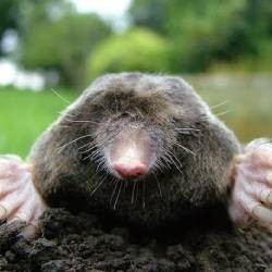 Mole Deterrents