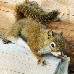Squirrel Deterrents