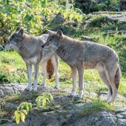 Ahuyentar Lobos, Zorros