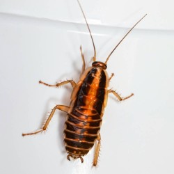 Cockroaches