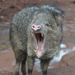 Los Mejores Ahuyentadores de Pájaros y Animales